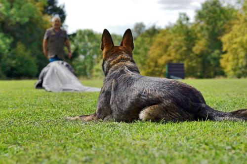 BSP Spezialhunde 2023